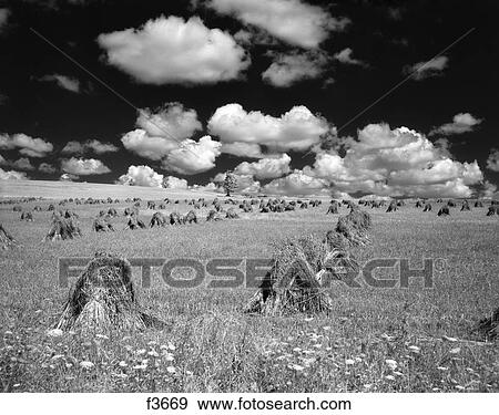1950S Farm Scene With Stacks Of Harvested Wheat Sky With Puffy Clouds View Large Photo Image Stock Photo - 1950S Farm Scene With Stacks Of Harvested Wheat Sky With Puffy Clouds. Fotosearch