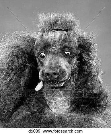 Stock Photo - 1950S French Poodle Eyes Wide Open About To Catch Dog Biscuit In Mouth Indoor. Fotosearch