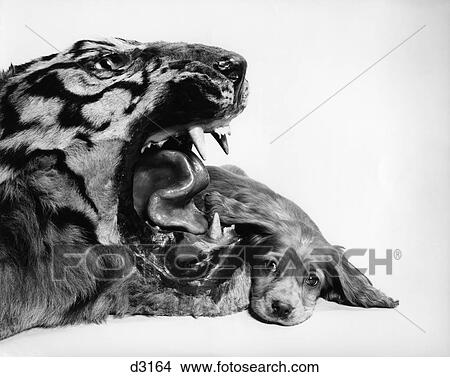 Picture - 1950S Funny Image Of Cocker Spaniel Puppy Lying Down Beside Fierce Mouth Of A Tiger. Fotosearch
