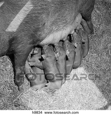 Picture - 1950S Litter Of Duroc Piglets Sucking Suckling Nourishment Babies Mother Pig Nurture Farm Straw. Fotosearch