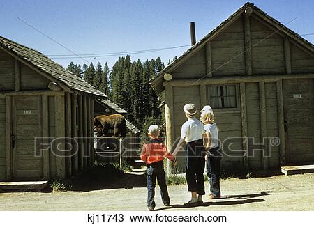 1950S Mother And Children Visiting Yellowstone National Park Wyoming 1956, Looking At Bear Behind Cabins View Large Photo Image Stock Image - 1950S Mother And Children Visiting Yellowstone National Park Wyoming 1956, Looking At Bear Behind Cabins. Fotosearch