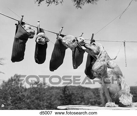1950S Mother Cocker Spaniel Tending Her 4 Puppies Hanging In Socks On A Laundry Clothesline View Large Photo Image Stock Photo - 1950S Mother Cocker Spaniel Tending Her 4 Puppies Hanging In Socks On A Laundry Clothesline. Fotosearch