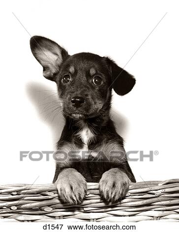 1950S Mutt Crossbreed Mongrel Puppy In Basket One Ear Up Other Down View Large Photo Image Stock Photo - 1950S Mutt Crossbreed Mongrel Puppy In Basket One Ear Up Other Down. Fotosearch