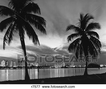 1950S Night Skyline View Miami Across The Bay Two Palm Trees Silhouetted Foreground View Large Photo Image Stock Photo - 1950S Night Skyline View Miami Across The Bay Two Palm Trees Silhouetted Foreground. Fotosearch