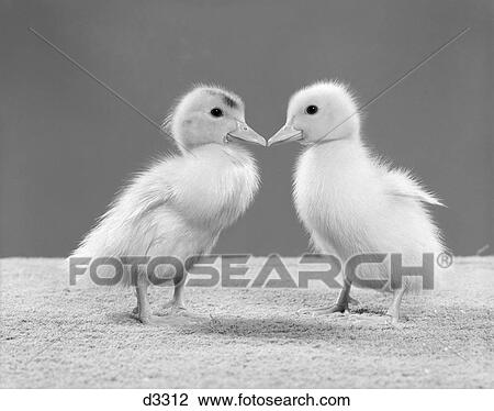 1950S Pair Of Ducklings Standing Beak-To-Beak View Large Photo Image Stock Image - 1950S Pair Of Ducklings Standing Beak-To-Beak. Fotosearch
