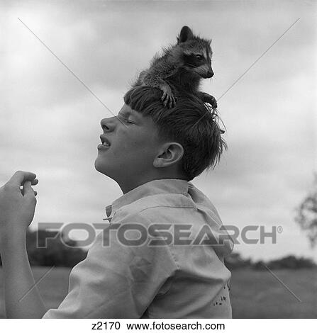 1950S Raccoon Sitting On Boys Head Stunt Funny Pet View Large Photo Image Stock Image - 1950S Raccoon Sitting On Boys Head Stunt Funny Pet. Fotosearch