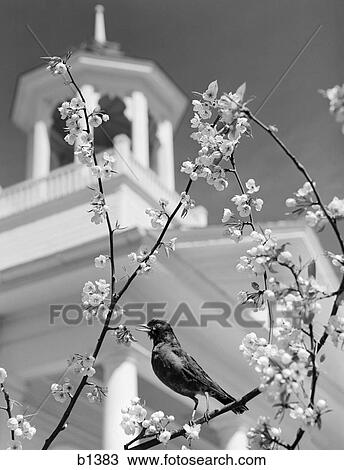 1950S Robin Perched On Blossoming Branch With Church Steeple In Background View Large Photo Image Stock Image - 1950S Robin Perched On Blossoming Branch With Church Steeple In Background. Fotosearch