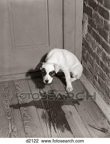 1950S Sad Dog In Corner Ashamed House Training Accident Wooden Floor View Large Photo Image Stock Image - 1950S Sad Dog In Corner Ashamed House Training Accident Wooden Floor. Fotosearch