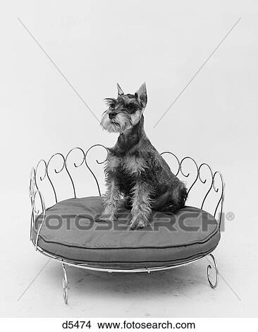 1950S Schnauzer Dog Sitting Prettily Posed In Brass Doggie Bed View Large Photo Image Picture - 1950S Schnauzer Dog Sitting Prettily Posed In Brass Doggie Bed. Fotosearch