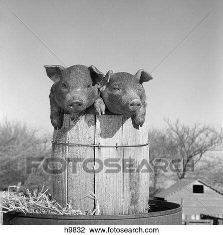 Stock Image - 1950S Two Duroc Pigs Piglets In A Nail Keg Barrel Farm Barn In Background Pork Barrel Cute. Fotosearch