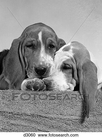 1950S Two Sad Looking Twelve Week Old Basset Hound Puppies Nestled Together View Large Photo Image Stock Image - 1950S Two Sad Looking Twelve Week Old Basset Hound Puppies Nestled Together. Fotosearch