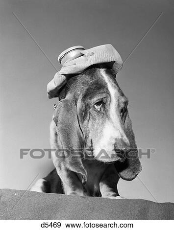 1960S Basset Hound With Ice Bag Pack On Top Of His Head Sick Hang Over Headache View Large Photo Image Stock Photo - 1960S Basset Hound With Ice Bag Pack On Top Of His Head Sick Hang Over Headache. Fotosearch