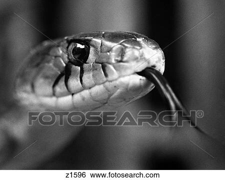 1960S Close-Up Head Of Snake Sticking Out Tongue View Large Photo Image Stock Photograph - 1960S Close-Up Head Of Snake Sticking Out Tongue. Fotosearch