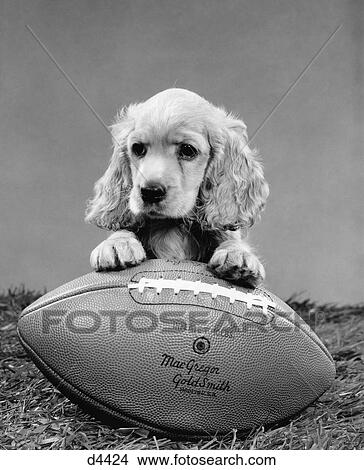 1960S Cocker Spaniel Puppy With Front Paw Resting On American Football View Large Photo Image Picture - 1960S Cocker Spaniel Puppy With Front Paw Resting On American Football. Fotosearch