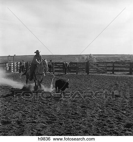 1960S Cowboy Rodeo Rider Competitor On Horse Chasing Calf Roping Event Skill Sport View Large Photo Image Stock Photograph - 1960S Cowboy Rodeo Rider Competitor On Horse Chasing Calf Roping Event Skill Sport. Fotosearch