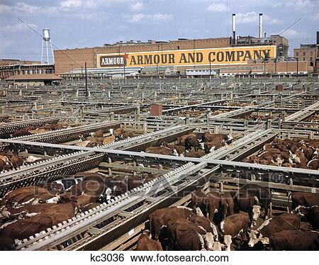 1960S Fort Worth Texas Hereford Cattle Armour Livestock Stockyards View Large Photo Image Stock Photograph - 1960S Fort Worth Texas Hereford Cattle Armour Livestock Stockyards . Fotosearch