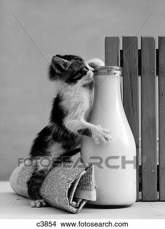 Picture - 1960S Kitten Straddled On Hind Legs Over Rolled Newspaper Reaching Up Into Milk Bottle At Fence To Reach Cream. Fotosearch