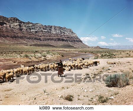 1960S Navajo Woman Herding Sheep In Southwestern Landscape View Large Photo Image Stock Photo - 1960S Navajo Woman Herding Sheep In Southwestern Landscape . Fotosearch