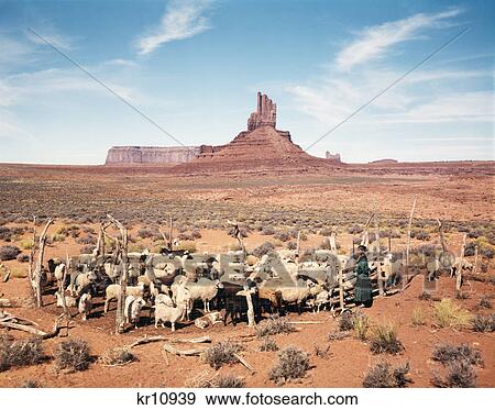 1960S Navajo Woman Shepherd Sheep In Corral Utah Monument Valley View Large Photo Image Stock Photo - 1960S Navajo Woman Shepherd Sheep In Corral Utah Monument Valley. Fotosearch