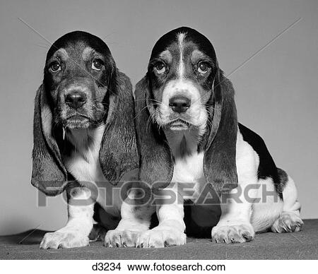 1960S Pair Of Basset Pups Sitting Shoulder-To-Shoulder Looking At Camera View Large Photo Image Picture - 1960S Pair Of Basset Pups Sitting Shoulder-To-Shoulder Looking At Camera. Fotosearch