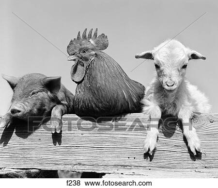 1960S Piglet Rooster Lamb Trio Leaning On Wooden Fence Pig Chick Sheep View Large Photo Image Stock Photo - 1960S Piglet Rooster Lamb Trio Leaning On Wooden Fence Pig Chick Sheep. Fotosearch