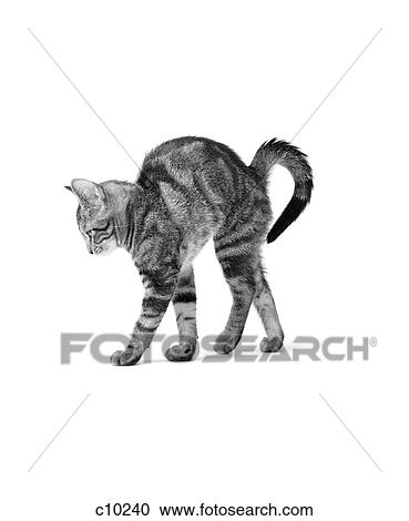 Stock Image - 1960S Side View Of Kitten Stretching Out With Arched Back. Fotosearch