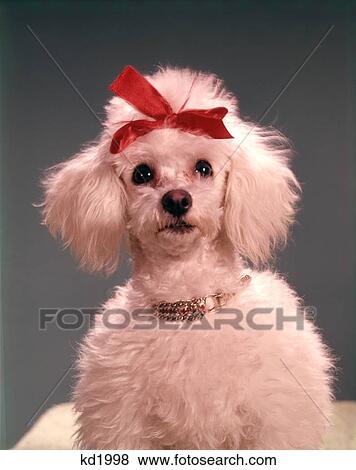 1960S White Poodle Wearing Gold Necklace Red Ribbon View Large Photo Image Stock Photo - 1960S White Poodle Wearing Gold Necklace Red Ribbon . Fotosearch