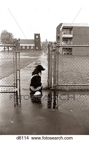 1970S Black White Spotted Dog Sitting In Rain Waiting By School Yard Gate For His Owner View Large Photo Image Picture - 1970S Black White Spotted Dog Sitting In Rain Waiting By School Yard Gate For His Owner. Fotosearch