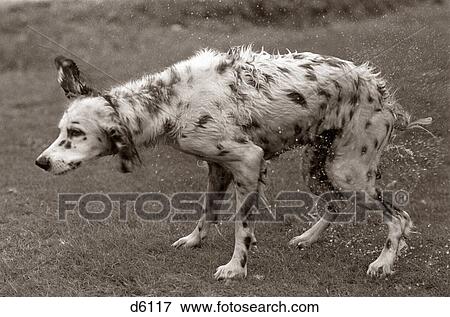 1970S English Setter All Wet After Bath Shaking Water Off View Large Photo Image Stock Photo - 1970S English Setter All Wet After Bath Shaking Water Off. Fotosearch