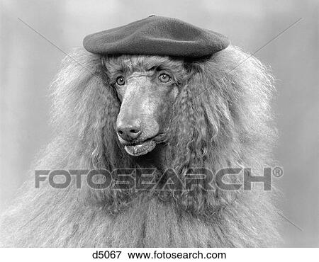 1970S French Poodle Wearing Beret Indoor Looking At Camera View Large Photo Image Stock Photo - 1970S French Poodle Wearing Beret Indoor Looking At Camera. Fotosearch