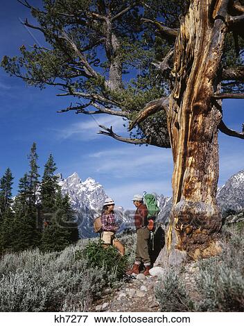 1970S Grand Teton National Park Wyoming Couple Man Woman Hiking Standing By Limber White Pine Tree View Large Photo Image Stock Photo - 1970S Grand Teton National Park Wyoming Couple Man Woman Hiking Standing By Limber White Pine Tree. Fotosearch