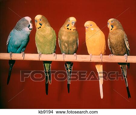 1970S Group Of Five Pet Parakeets Perched Against Red Background View Large Photo Image Picture - 1970S Group Of Five Pet Parakeets Perched Against Red Background. Fotosearch