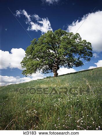 Stock Image - 1970S Large Green Lone Oak Tree In Meadow Blue Sky White Clouds Kern County California. Fotosearch