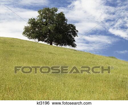 1970S Large Green Lone Oak Tree In Meadow Blue Sky White Clouds Kern County California Usa View Large Photo Image Stock Photograph - 1970S Large Green Lone Oak Tree In Meadow Blue Sky White Clouds Kern County California Usa. Fotosearch