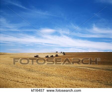 1970S Line Of Harvesting Farm Machines In Wheat Field View Large Photo Image Stock Photo - 1970S Line Of Harvesting Farm Machines In Wheat Field. Fotosearch