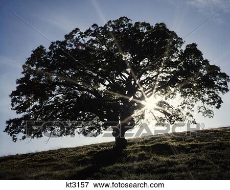 1970S Lone Oak Tree Silhouetted By Sun Rays Monterey County California Usa View Large Photo Image Stock Photo - 1970S Lone Oak Tree Silhouetted By Sun Rays Monterey County California Usa. Fotosearch