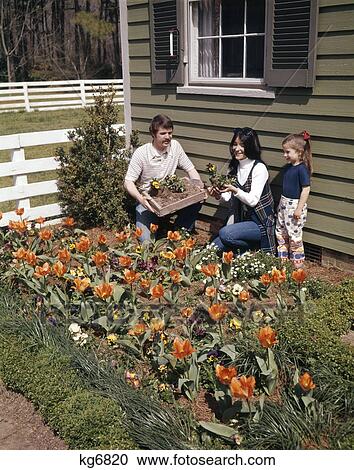1970S Mother Father Daughter Planting Flowers In Garden View Large Photo Image Stock Image - 1970S Mother Father Daughter Planting Flowers In Garden . Fotosearch