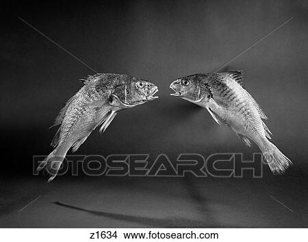 1970S Side View Pair Of Fish Suspended In Midair Talking To One Another View Large Photo Image Picture - 1970S Side View Pair Of Fish Suspended In Midair Talking To One Another. Fotosearch