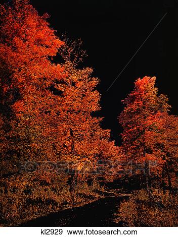 1970S Special Effect Posterized Autumn Landscape With Path View Large Photo Image Stock Photo - 1970S Special Effect Posterized Autumn Landscape With Path. Fotosearch