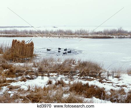 1970S Two Men Duck Hunting In Winter Aiming Guns From Behind Reed Blind In Marsh View Large Photo Image Stock Image - 1970S Two Men Duck Hunting In Winter Aiming Guns From Behind Reed Blind In Marsh. Fotosearch