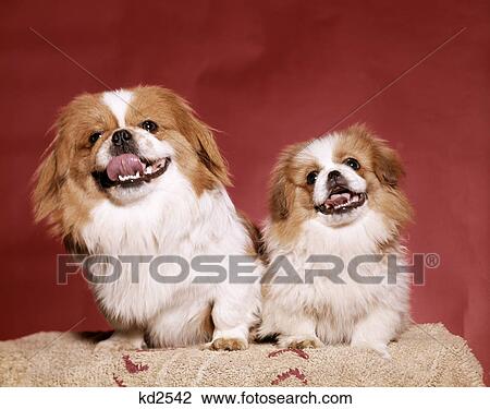 1970S Two Pekinese Dogs Brown And White Big Little Leaning Tongues Out Cute Looking At Camera View Large Photo Image Stock Image - 1970S Two Pekinese Dogs Brown And White Big Little Leaning Tongues Out Cute Looking At Camera . Fotosearch
