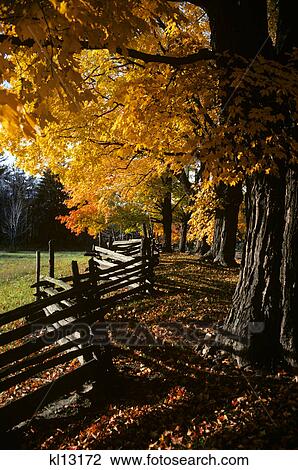 1980S Autumn Trees And Zig Zag Split RailWooden Fence View Large Photo Image Stock Image - 1980S Autumn Trees And Zig Zag Split RailWooden Fence. Fotosearch