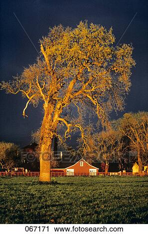 1980S Big Tree Farm Barn Dramatic Light Stormy Sky Autumn View Large Photo Image Stock Image - 1980S Big Tree Farm Barn Dramatic Light Stormy Sky Autumn. Fotosearch