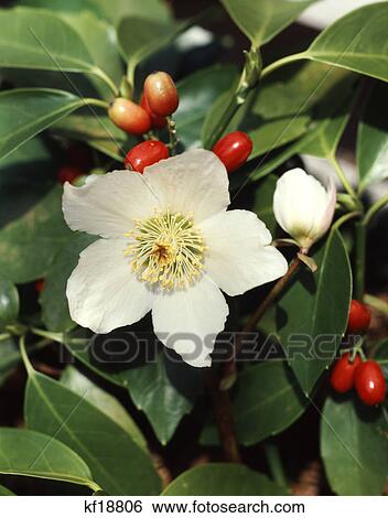 1980S Close Up Of A Poisonous White Christmas Rose Or Black Hellebore Helleborus Niger Blossom And Seeds View Large Photo Image Stock Photograph - 1980S Close Up Of A Poisonous White Christmas Rose Or Black Hellebore Helleborus Niger Blossom And Seeds. Fotosearch