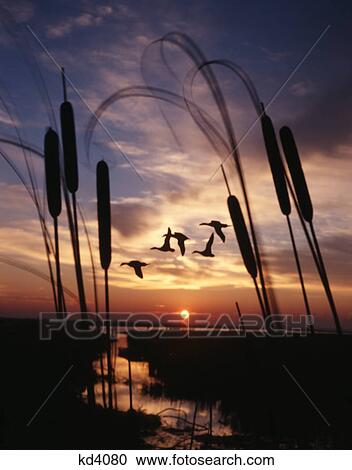 Stock Image - 1980S Ducks Flying In Sunset Cattails In Foreground. Fotosearch