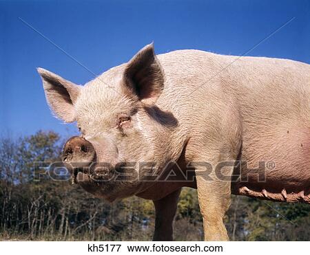 1980S Face Of Sow Female Pig With Dirty Snout View Large Photo Image Stock Photo - 1980S Face Of Sow Female Pig With Dirty Snout. Fotosearch