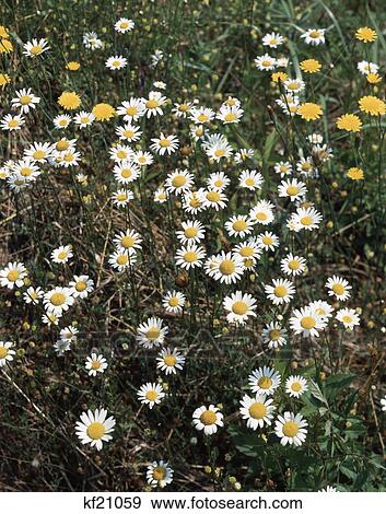 1980S Field Of Daisies View Large Photo Image Stock Photo - 1980S Field Of Daisies. Fotosearch