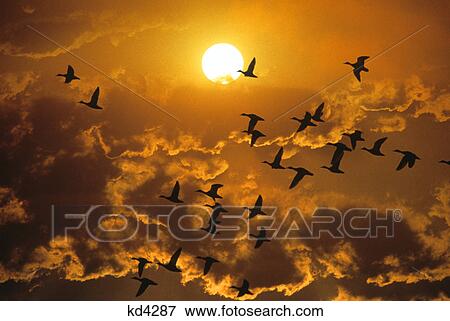 1980S Flying Ducks Sunset Silhouette View Large Photo Image Stock Photo - 1980S Flying Ducks Sunset Silhouette. Fotosearch
