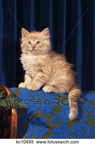 1980S Kitten Sitting On Back Of Chair View Large Photo Image Stock Image - 1980S Kitten Sitting On Back Of Chair. Fotosearch