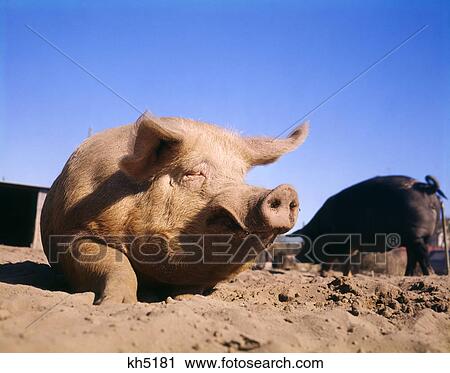 1980S Pig Sitting In Dirt On Farm View Large Photo Image Stock Image - 1980S Pig Sitting In Dirt On Farm. Fotosearch